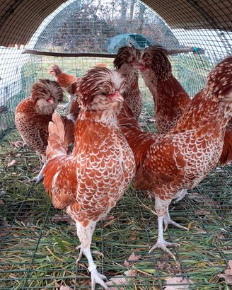 Galli e galline Padovane nane