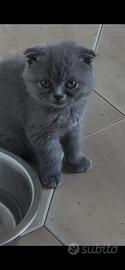 Scottish Fold