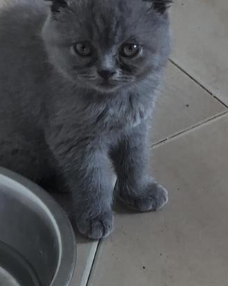 Scottish Fold