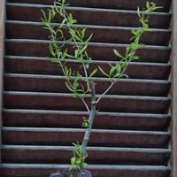 salix babylonica tortuosa (salice contorto)