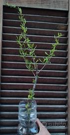 salix babylonica tortuosa (salice contorto)