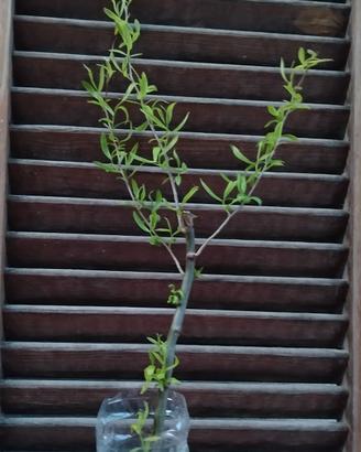 salix babylonica tortuosa (salice contorto)