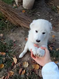  cucciola di pastore maremmano abruzzese 