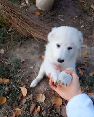  cucciola di pastore maremmano abruzzese 