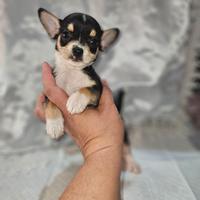 Chihuahua nano