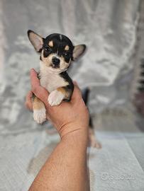 Chihuahua nano
