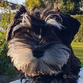 SCHNAUZER NANI NERO E ARGENTO - Zwergschnauzer