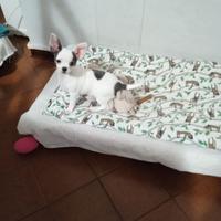 Chihuahua con pedigree