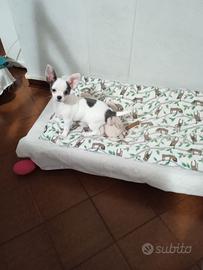 Chihuahua con pedigree