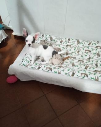 Chihuahua con pedigree