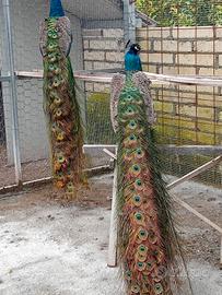 Animali