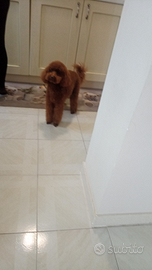 Barboncino Red Toy/nano per monta