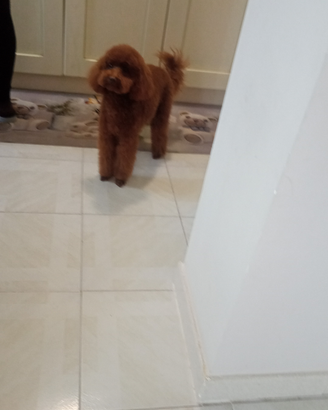 Barboncino Red Toy/nano per monta