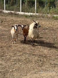 Due capre tibetane e un caprone