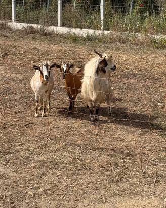Due capre tibetane e un caprone