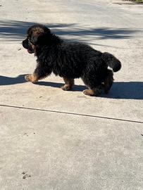 Pastore tedesco pelo lungo