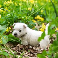 Cuccioli di West Highland White Terrier