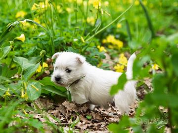 Cuccioli di West Highland White Terrier