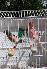 Canarino Arlecchino Portoghese