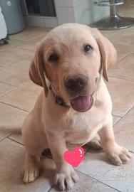Disponibili cuccioli di labrador alta genealogia