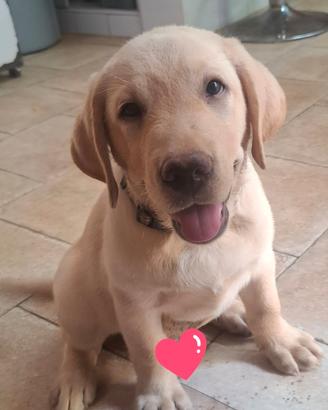 Disponibili cuccioli di labrador alta genealogia