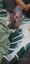 gatti sphinx