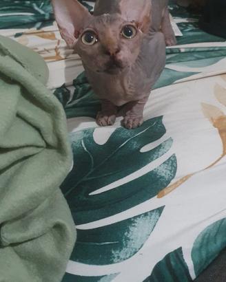 gatti sphinx