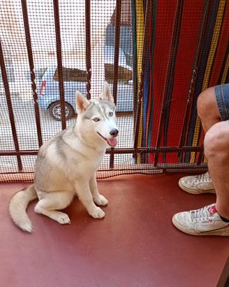 Siberian husky