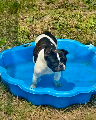 Femmina di Bulldog francese pedigree Enci