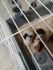 Porcellini d'India con casetta ed accessori