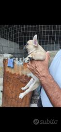 Cuccioli bulldog francese