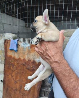 Cuccioli bulldog francese