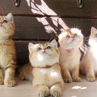 Gatti di razza cuccioli