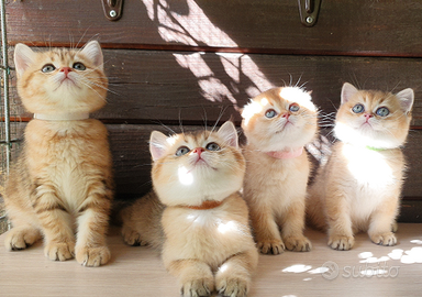 Gatti di razza cuccioli