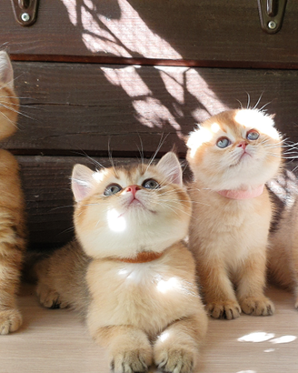 Gatti di razza cuccioli