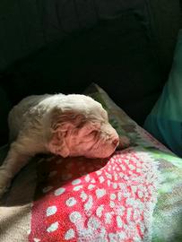 CUCCIOLI DI LAGOTTO ROMAGNOLO 