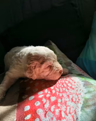 CUCCIOLI DI LAGOTTO ROMAGNOLO 