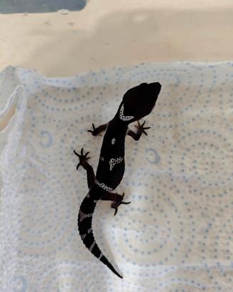 Geco Leopardino Top
