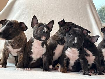 Privato,cuccioli Bullterrier miniature pedigree