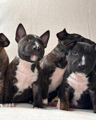 Privato,cuccioli Bullterrier miniature pedigree
