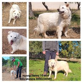 Nonna Penny una nuvoletta in adozione