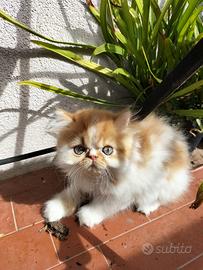 Gattino persiano
