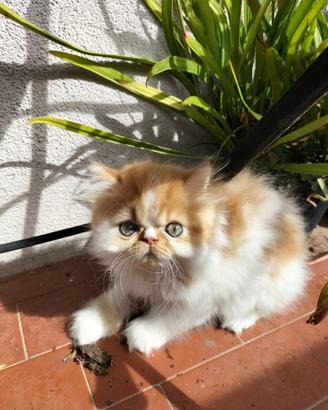 Gattino persiano