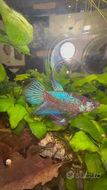 Betta Splendens Pesce combattente