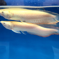 Arowana, pesci, acquario, arovana
