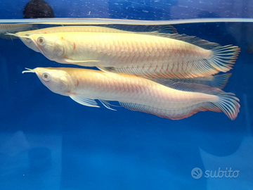 Arowana, pesci, acquario, arovana