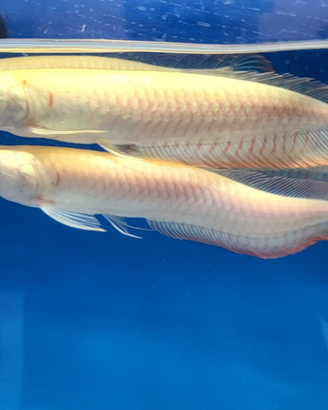 Arowana, pesci, acquario, arovana