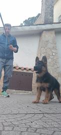 Cucciola di pastore tedesco 3 mesi e mezzo