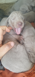 Bracco tedesco Weimaraner