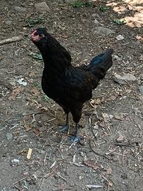 Gallo Araucana Inglese